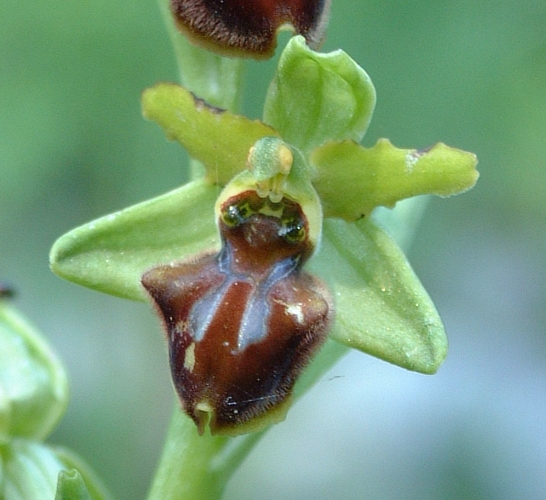 Ophrys sphegodes